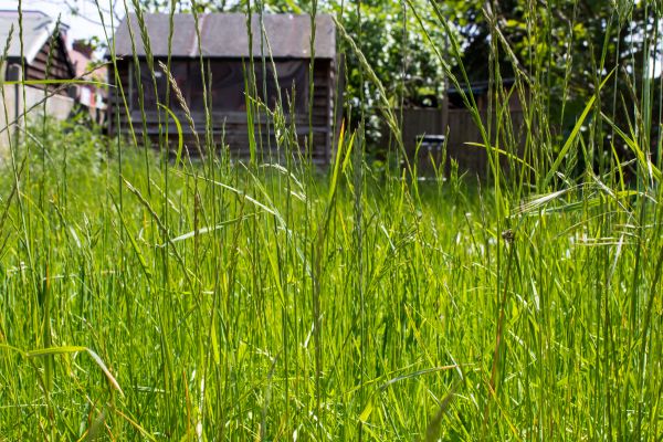 Cost of Overgrown Lawn Trimming in Saint Johns