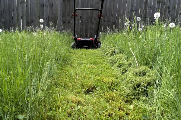 Cost of High Grass Mowing in Saint Johns
