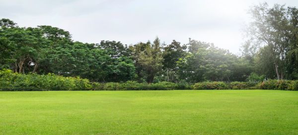 Golf Course Mowing in Saint Johns